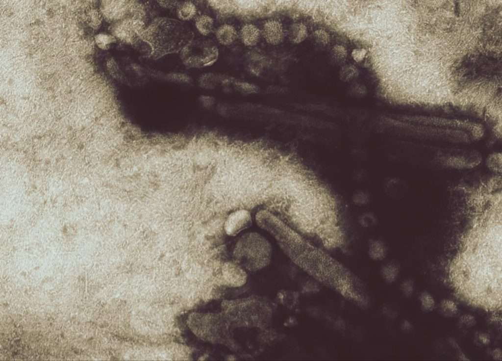 Misure di confinamento del pollame in Spagna per l’influenza aviaria H5N1 Misure di confinamento del pollame in Spagna per l’influenza aviaria H5N1