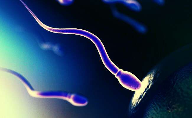 spermatozoi mutazione genetica 4
