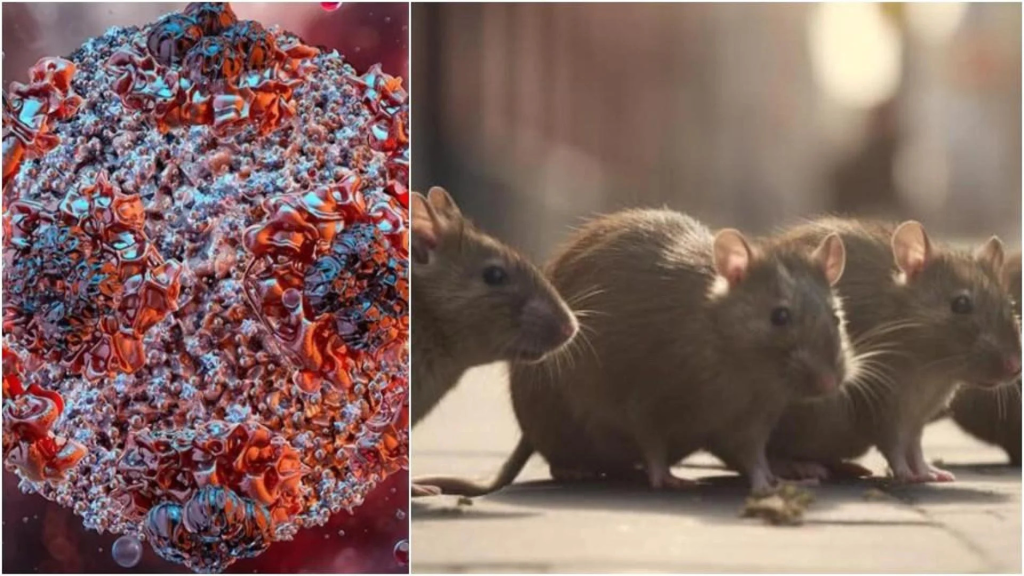 Hantavirus