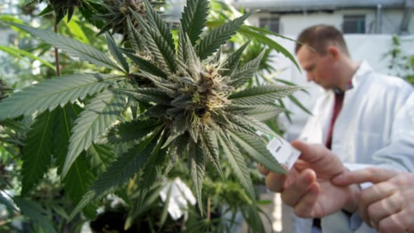 CANNABIS TERAPEUTICA Gaetano D’Amico