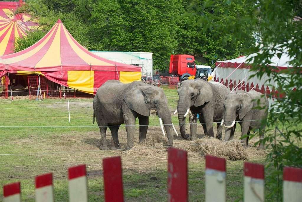 circo senza animali