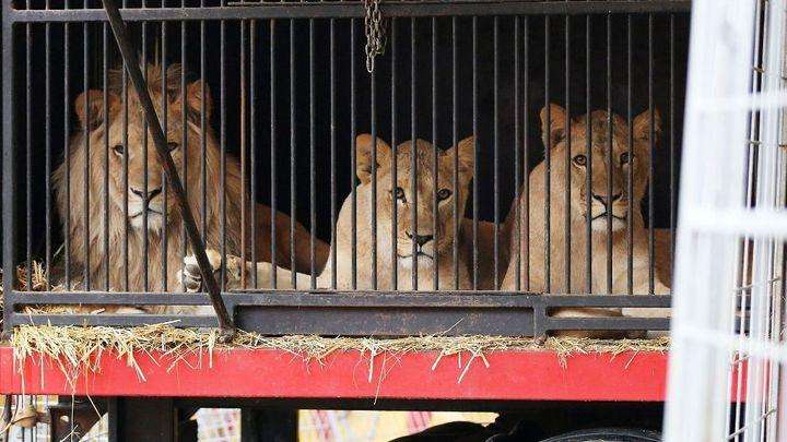 circo senza animali